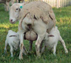 Dorper lambs